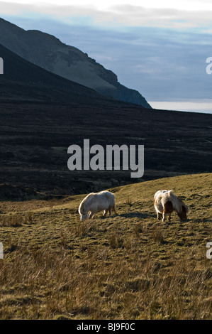 dh Braebister HOY ORKNEY zwei Shetlandponys auf rauhen Moorland Weide grasen Stockfoto