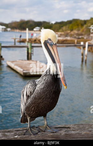 Brauner Pelikan (Pelecanus Occidentalis) thront auf Holzsteg entlang der Tolomato Fluss in der Nähe von St. Augustine, Florida Stockfoto