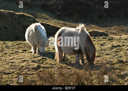 dh Braebister HOY ORKNEY zwei Shetlandponys auf rauhen Moorland Weide grasen Stockfoto