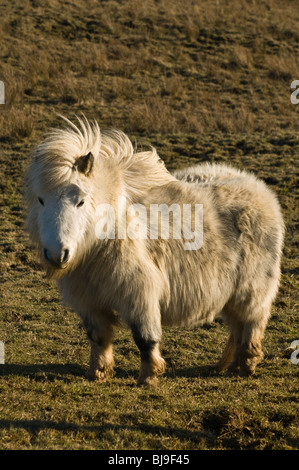 dh Shetland Pony SHETLAND PONY Großbritannien Schottland White Shetland Pony Gesicht niedlichen Vollblut Ponys Tier Stammbaum Stockfoto