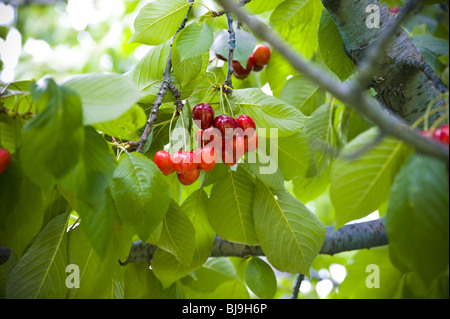 Chierries auf einem Baum Stockfoto