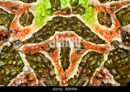 Argentinische gehörnten Frosch Ceratophrys ornata Stockfoto