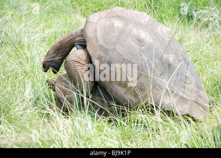 Galapagos-Riesenschildkröten, die Paarung auf St. Helena Stockfoto