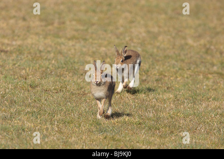 Irische Hase Stockfoto