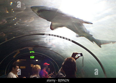 Touristen fotografieren, Haie und Rochen in Sydney Aquarium, Australien Stockfoto