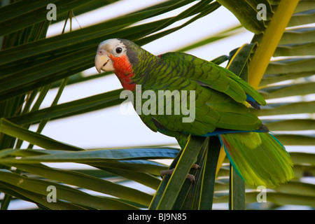 KUBANISCHE AMAZON PARROT (Amazona Leucocephala) Kuba. Gefährdete Arten. In Gefangenschaft Stockfoto