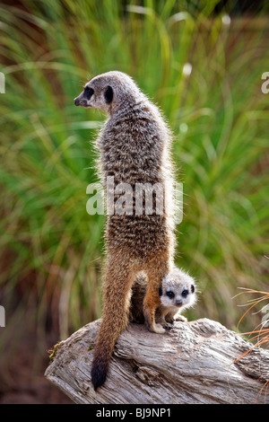 Ein Erwachsener Erdmännchen Wache über ein baby Stockfoto