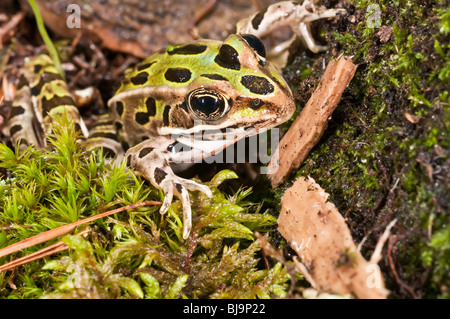 Der nördlichen Leopard Frosch, Rana Pipiens, stammt aus Teilen von Kanada und den Vereinigten Staaten. Stockfoto