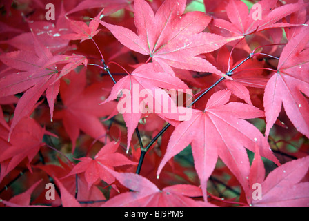 Acer Palmatum japanischer Ahorn Herbst Farbe lässt Stockfoto