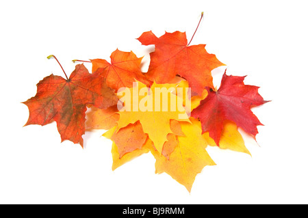 Schöne Herbst Ahorn-Blätter Stockfoto