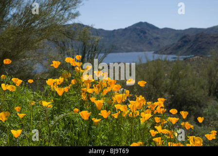 Bartlett Lake, unbeschwert, Arizona, USA Stockfoto