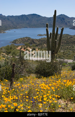 Bartlett Lake, unbeschwert, Arizona, USA Stockfoto