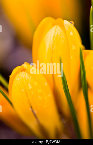 Krokus ist eine Gattung aus der Familie der Iris Blumen.  Sie sind ursprünglich aus niedrigeren in alpinen Lagen in den Wäldern und Wiesen aber schon weit verbreitet angebaut. Stockfoto