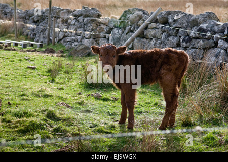 Neugeborenen Highland Kuh Kalb stand im Feld vor Steinmauer, genommen in Glen Cassley in Schottland Stockfoto