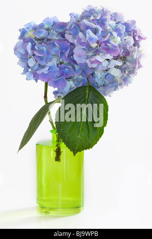 Zwei Blaue Hortensie blüht im grüne Vase auf weißem Hintergrund Stockfoto