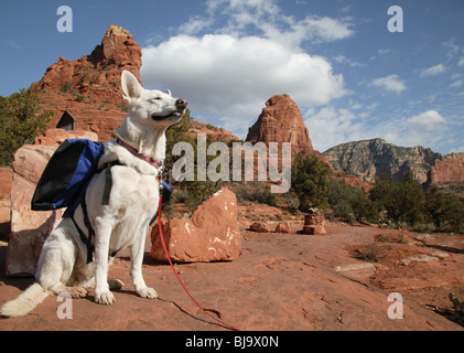 Weiße Schäferhund genießt Wind spiegeln sich Rucksack in Sedona Stockfoto