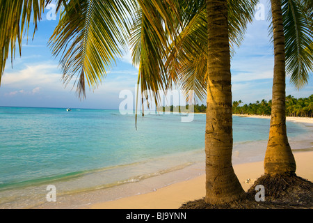 PALMEN IM FRÜHEN ABEND AM KARIBIK-STRAND Stockfoto