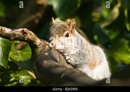 dh Grey EICHHÖRNCHEN UK Sciurus carolinensis grauer Eichhörnchen Baum Filiale Pittencrieff Park uk Graue Tiere schottland Tier Nahaufnahme Stockfoto