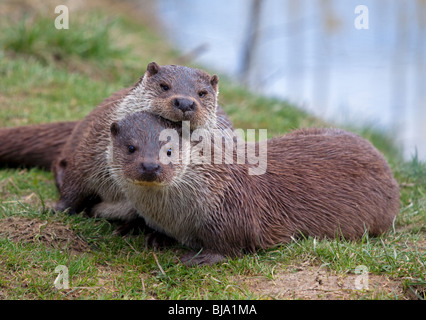 Eurasische Fischotter (Lutra Lutra) kuscheln Stockfoto