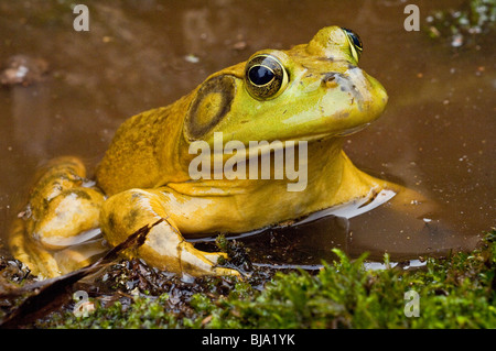 Bullfrog, Rana Catesbeiana, zu viel von den Vereinigten Staaten und Teile des südlichen Kanada gebürtig Stockfoto