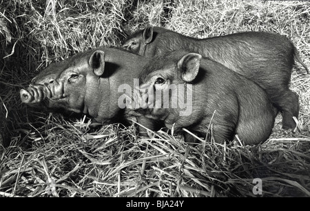 Vietnamesische Topf bauchige Ferkel im Stroh Einstreu für ihren Stall Stockfoto