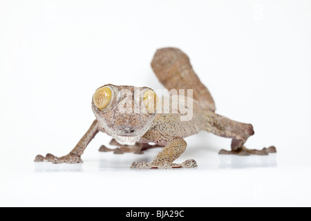 Blatt-tailed Gecko Uroplatus Fimbriatus, Madagaskar, auf weißem Hintergrund Stockfoto