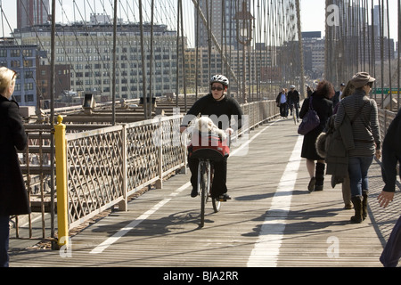 Junger Mann fährt Rad mit seinem Hund als Passagier über die Brooklyn Bridge von Brooklyn nach Manhattan. Stockfoto