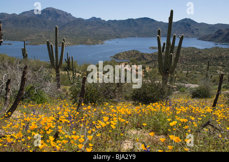 Bartlett Lake, unbeschwert, Arizona, USA Stockfoto