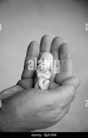 Modell der 12 Wochen alten Fötus in der hand gehalten Stockfoto