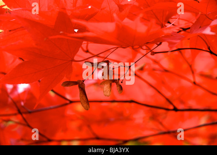 Acer Palmatum "Koreanische Juwel" japanischer Ahorn Herbst Farbe Blätter & Samenkapseln Stockfoto