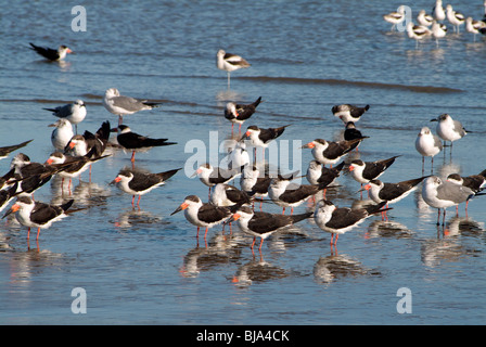 Königliche Seeschwalben an einem Strand in Bolivar-Halbinsel Stockfoto