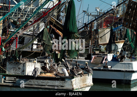 Krabbenfischer in den Hafen von Galveston, Texas Stockfoto