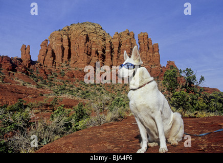 Weiße Schäferhund tragen Doggles Zeitpunkt Huhn in Sedona Stockfoto