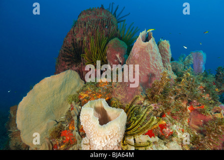 Haarsterne und Schwämme aus Martinique. Stockfoto