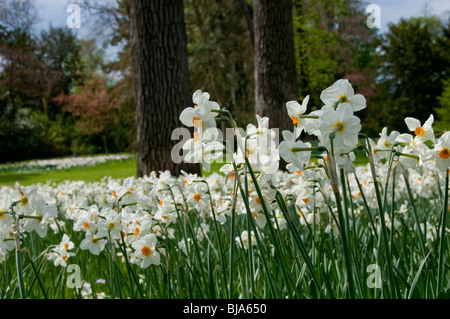 Paris, Frankreich, städtische Parks, Frühlingslandschaft, Bois De Boulogne "Jardin de Bagatelle" Daffodil Garden Stockfoto