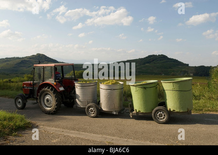 Weinberg in Achkarren, Deutschland: Traktor mit Fässern voller Trauben Stockfoto