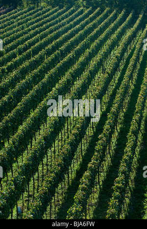 Weinberg in Achkarren, Deutschland Stockfoto