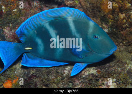 Blaue Tang Doktorfisch im Golf von Mexiko. Stockfoto