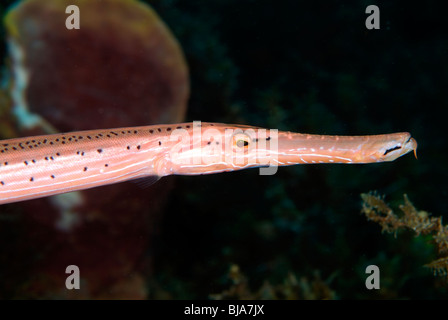 Trumpetfish aus Martinique. Stockfoto