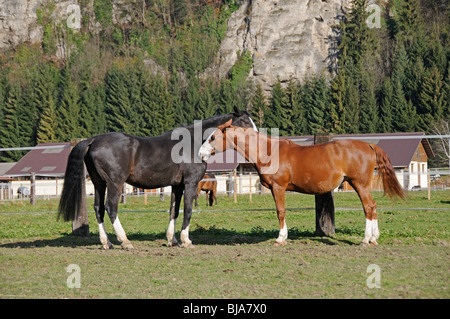 zwei Pflegeprodukte Pferde auf der Wiese Stockfoto