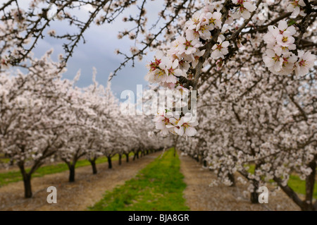 In der Nähe von Blüten an einem blühenden Mandelbaum in einem Kalifornien usa Obstgarten mit Reihen von Bäumen im Winter Stockfoto