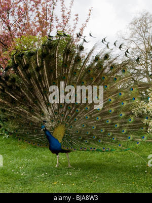 Vogel zeigen Pfauenfedern, Tail, draußen im Park, "Jardin de Bagatelle", Paris, Frankreich Stockfoto