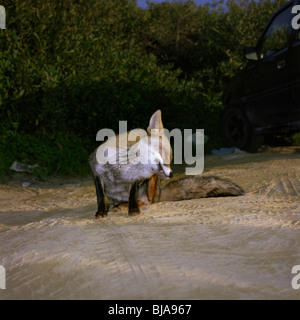 Fuchs, die ihm ins Ohr kratzen, auf einem sandigen Parkplatz Stockfoto