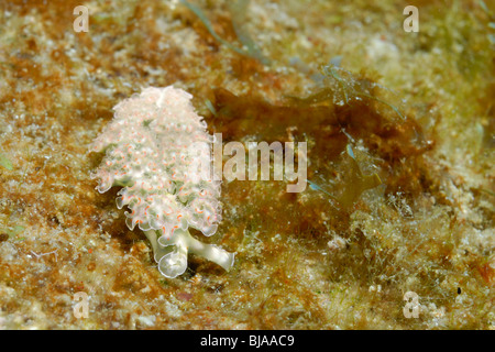 Salat-Meeresschnecke auf Rasen aus Martinique. Stockfoto