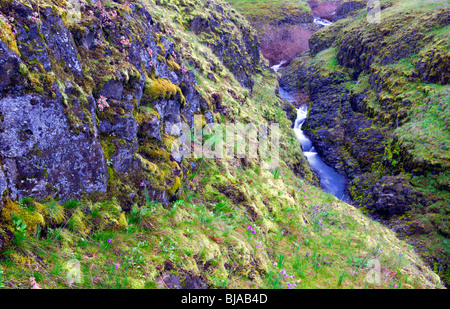 Washingtons Catherine Creek im Spätwinter eilt durch eine schmale Schlucht aus Basalt in der Columbia River Gorge. Stockfoto