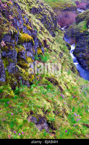 Washingtons Catherine Creek im Spätwinter eilt durch eine schmale Schlucht aus Basalt in der Columbia River Gorge. Stockfoto