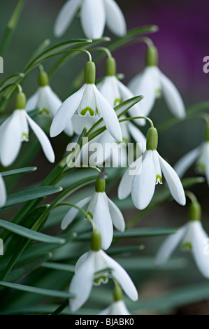 Schneeglöckchen Blüte weiss Galanthus Blüte im Vereinigten Königreich genannt Stockfoto