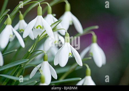 Schneeglöckchen Blüte weiss Galanthus Blüte im Vereinigten Königreich genannt Stockfoto