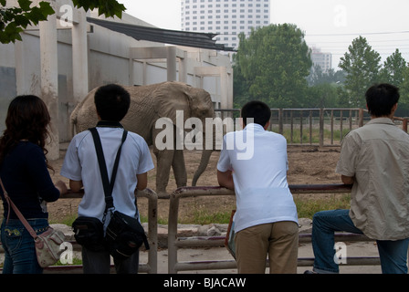 Peking, CHINA, Peking Zoo, Gruppenmenschen, chinesische Touristen , von hinten sehen Sie die Ausstellung „lebende Tiere“, afrikanische Elefanten und die Biodiversität der Urbanisierung Stockfoto