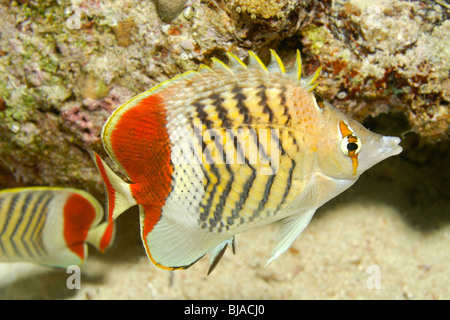 Redback Butterflyfish im Roten Meer. Stockfoto